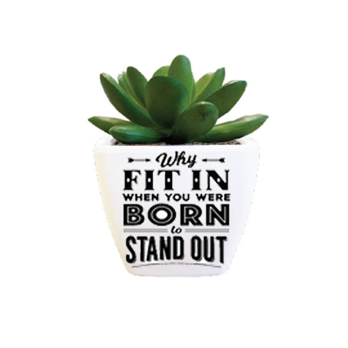 Sentiment Succulent - Stand Out